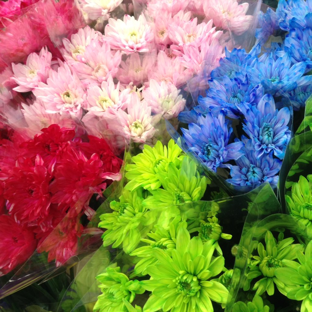 花尚 カラフルなマムが入荷しました 染めてある状態でお店に来たのですが色が鮮やか 通りすがりの方もビックリ 花屋 川崎区 花尚 マム 菊 マレーシア産 レインボー カラフル 花尚 カラフルなマムが入荷しました 染めてある状態でお店に来たのですが色が鮮やか 通りすがりの方もビックリ 花屋 川崎区 花尚 マム 菊 マレーシア産 レインボー カラフル