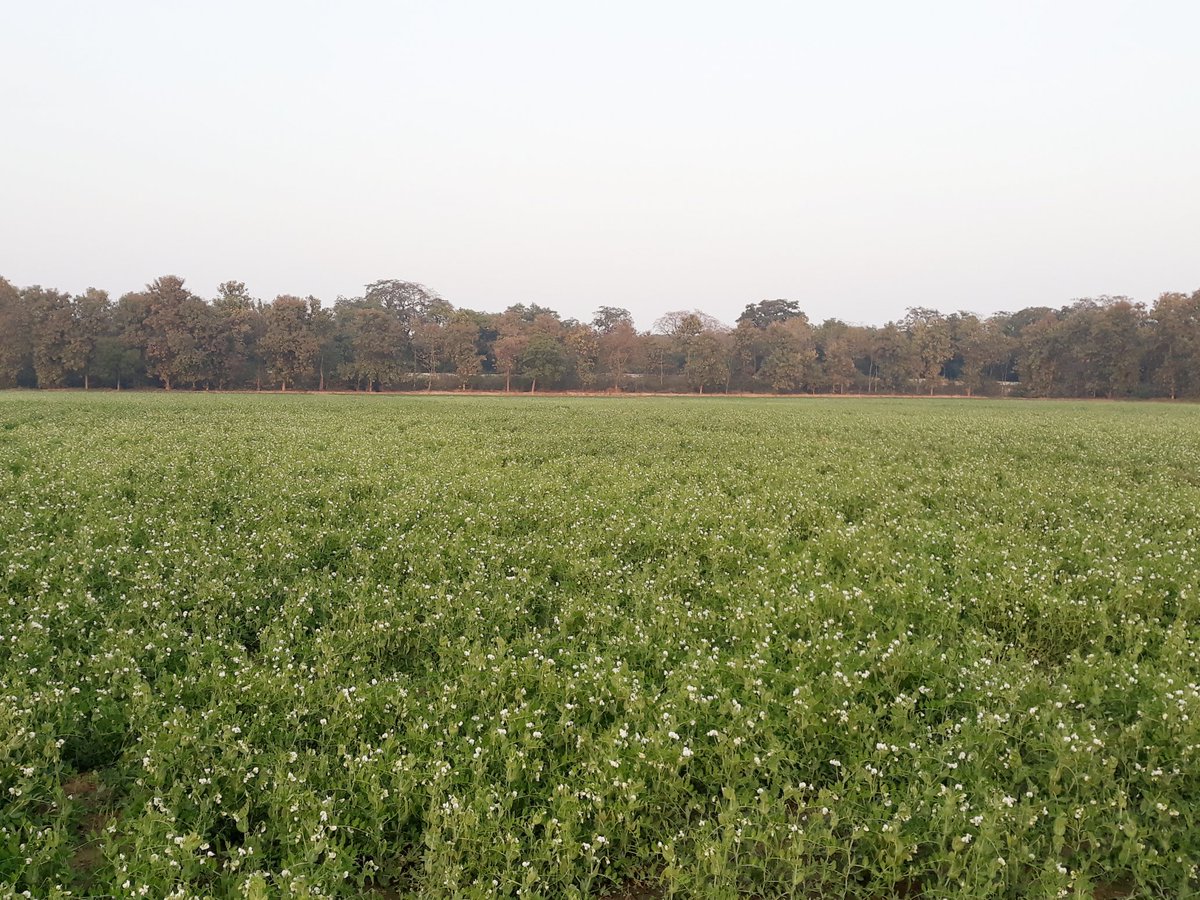 __rahulkashyap's tweet photo. #Gaoconnection matar ke khet https://t.co/UuVhgf46Uk