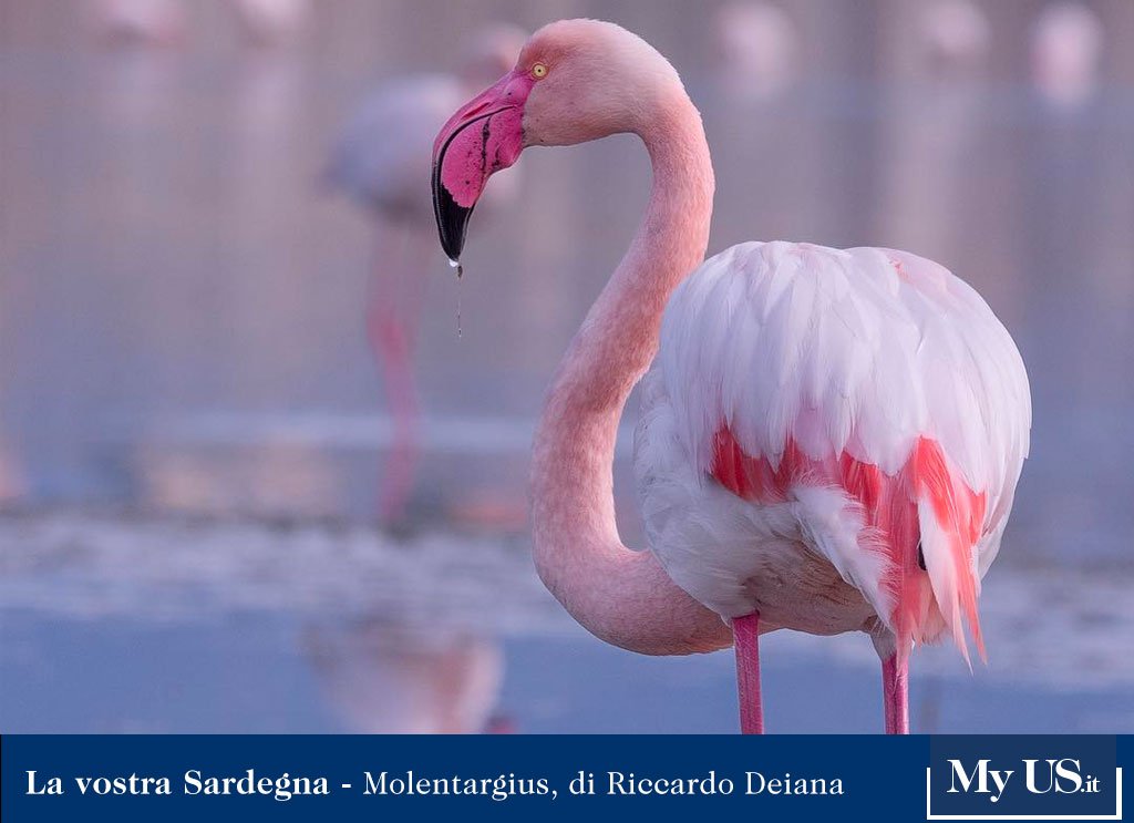 L'Unione Sarda tweet media