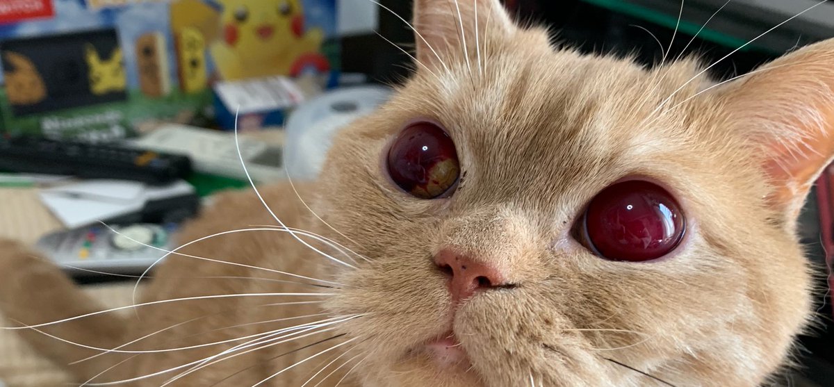 hinaxxpink's tweet photo. 【拡散希望】
愛猫(スコティッシュ♂/一歳半/癌で前足片方のみ段脚しております)

昨日から片目が赤くな��(1枚目)、今朝にはもう写真のようになっていました。
病院へ行きましたが、恐らく目の中で出血しているとの事でした。
続きます
#拡散希望
#猫
#ネコ
#動物病院 https://t.co/iq2I4eFTt4