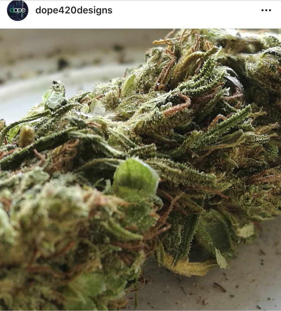 DesignsDope420's tweet photo. All the bud I have been through, I may have picked over 1k seeds from frosty nuggets. 
#grow #highyield #sativa #organic #terpenes #trichomes #dank #stickyfingers #medicalmarijuana #cannabis #marijuana https://t.co/YBim8E64dL