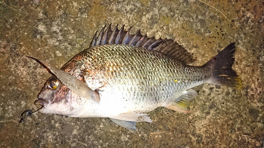 釣り餌の代用品 10選 イカの塩辛 豚肉は代用可能 おすすめ代替品を紹介 代用品お探しサイト 困った時に役立つ カワルン