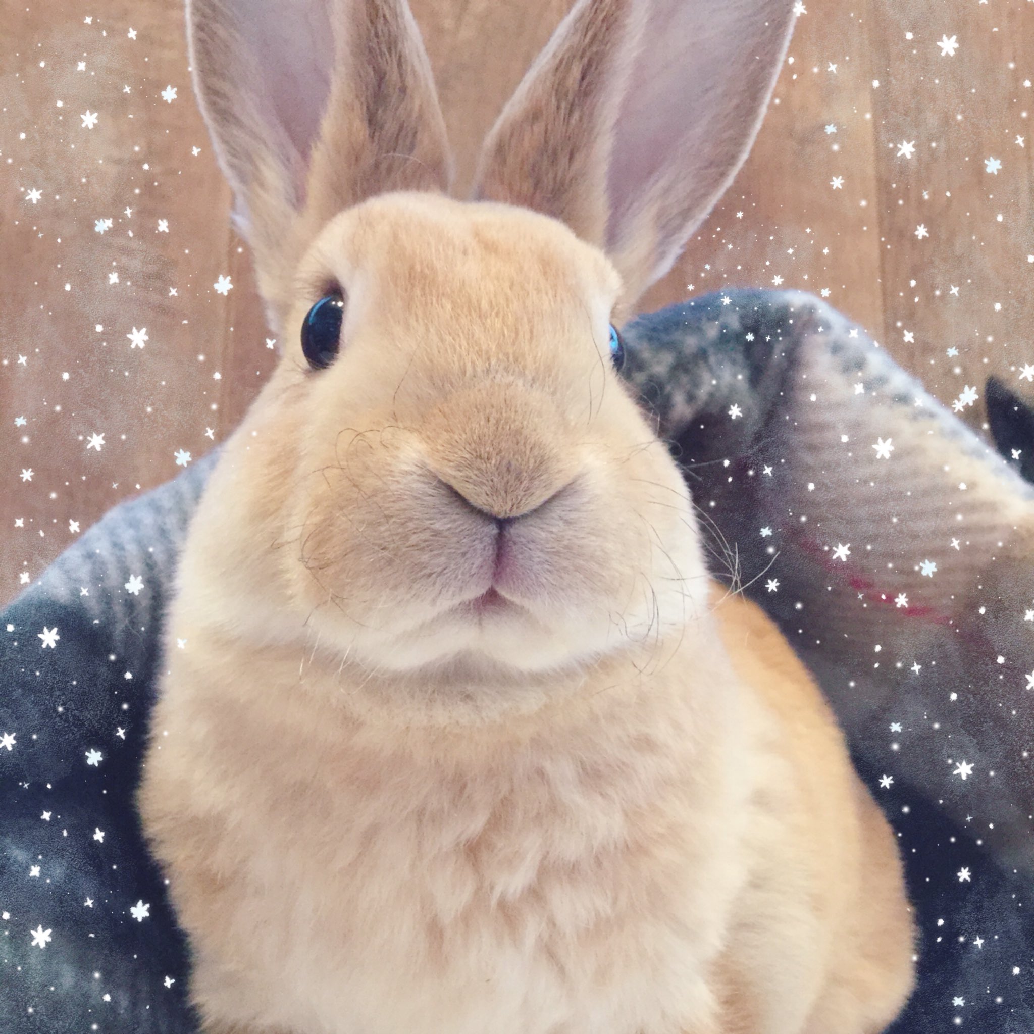 ベスト 西川 日本ムートン ニチロ レッキス ブランケット レッキス