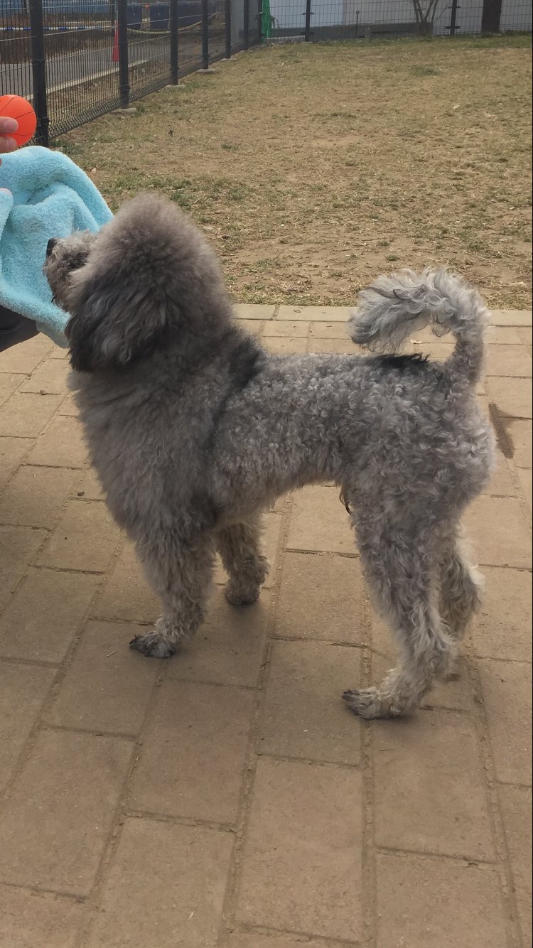 愛犬のしつけ教室 ロイヤルホームセンター習志野 だいぶライオンっぽくなってきました わんこ トイプードル ライオンカット T Co Lu0rgtcsz6 Twitter 愛犬のしつけ教室 ロイヤルホームセンター習志野 だいぶライオンっぽくなってきました わんこ トイプードル ライオンカット T Co Lu0rgtcsz6 Twitter