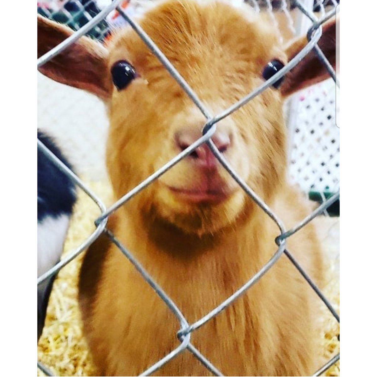 Lauren Butler tweet media