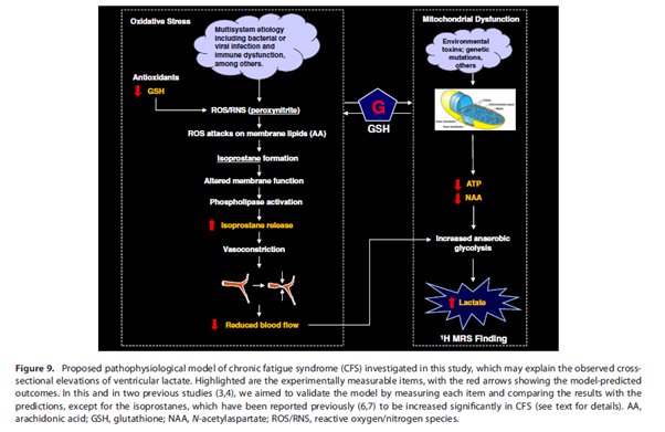 7. This MRI study found elevated lactate and reduced cortical glutathione (GSH) in the brains of  #CFS patients suggesting increased oxidative stress, cerebral hypoperfusion and/or secondary  #mitochondria dysfunction #MECFS  #pwME https://onlinelibrary.wiley.com/doi/abs/10.1002/nbm.2772#.XEk4C8bECGg.twitter