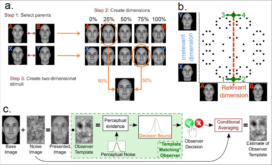 Categorization training changes the visual representation of face identity.