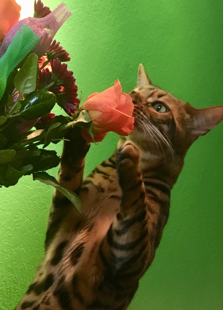 KittenDeLeon's tweet photo. @LorenzoTheCat Ahhhh the sweet smell of crushed egos! https://t.co/c0a9KwOxoK