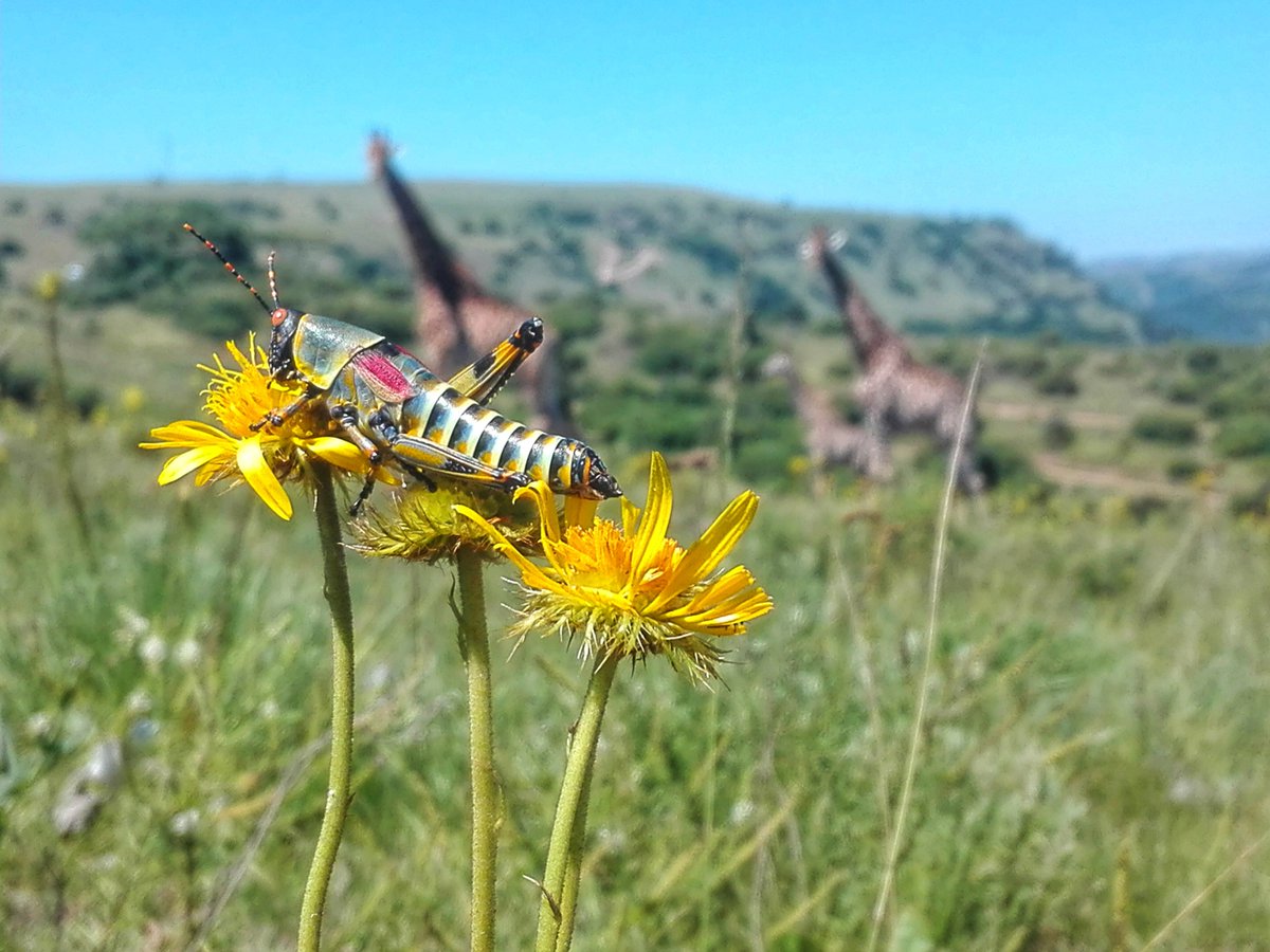 DWOnline1's tweet photo. Hey #southafrica! Took these #awesome #PHOTOS. What do you think about them. #wildlife #insects #Kwazulunatal #closeup @Monique_PR_ #skirtgirlhiker @livingitupct @brand_sa @CityofCT @CityofJoburgZA @CityofDurban https://t.co/5ZFZgGFNTa