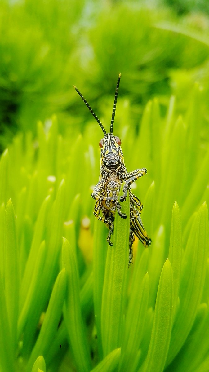 DWOnline1's tweet photo. Hey #southafrica! Took these #awesome #PHOTOS. What do you think about them. #wildlife #insects #Kwazulunatal #closeup @Monique_PR_ #skirtgirlhiker @livingitupct @brand_sa @CityofCT @CityofJoburgZA @CityofDurban https://t.co/5ZFZgGFNTa