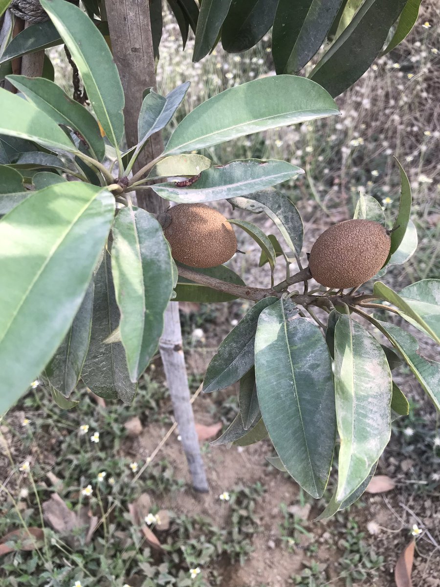 No one can reap the fruit before planting the trees  #First  #Chikoo  #Sapodilla  #AtFarm