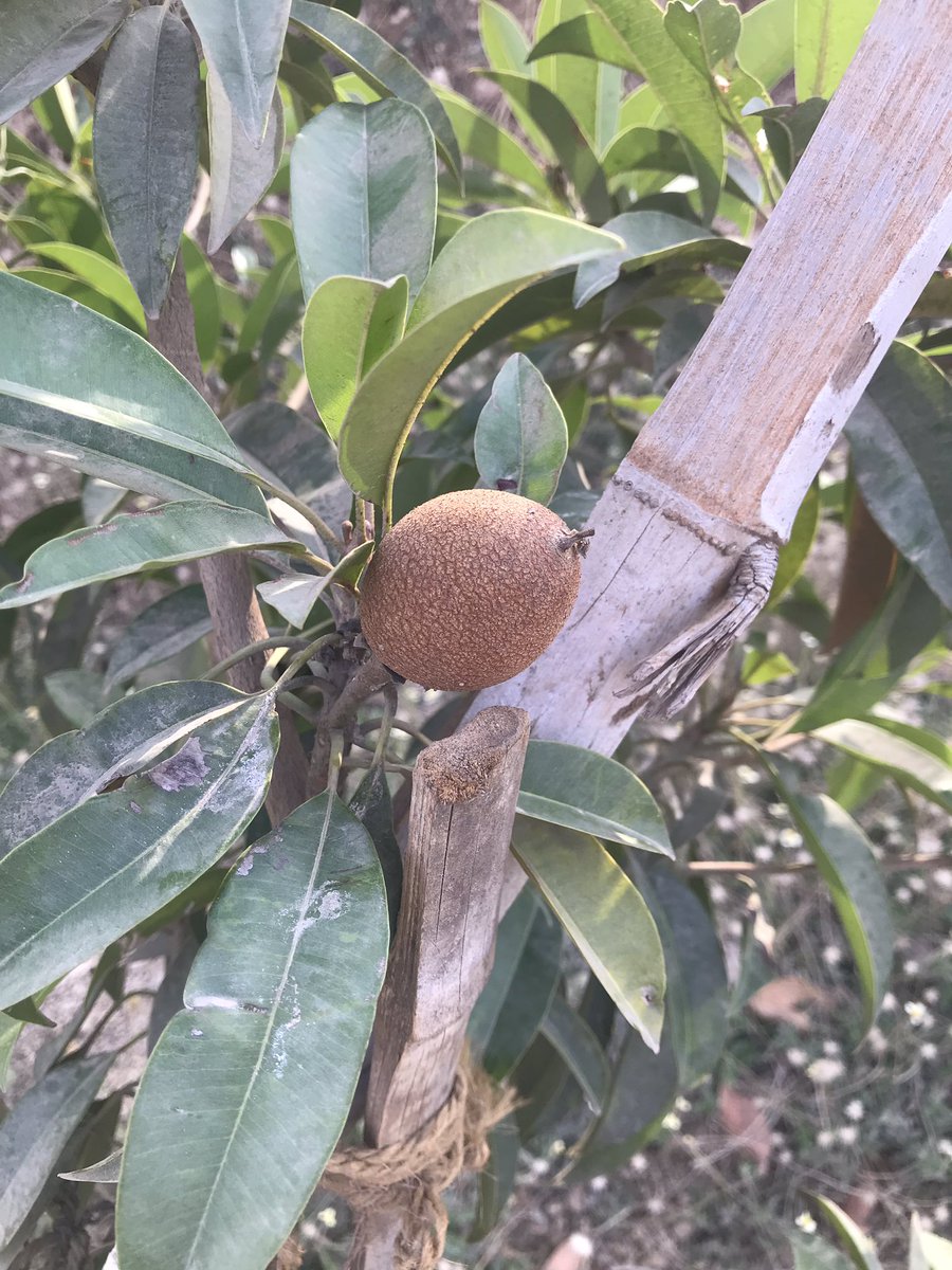 No one can reap the fruit before planting the trees  #First  #Chikoo  #Sapodilla  #AtFarm