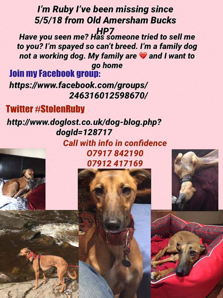 MrsJambobee's tweet image. Please share 🤗 #StolenRuby #bringRubyhome #SaturdayMotivation #SaturdayThoughts