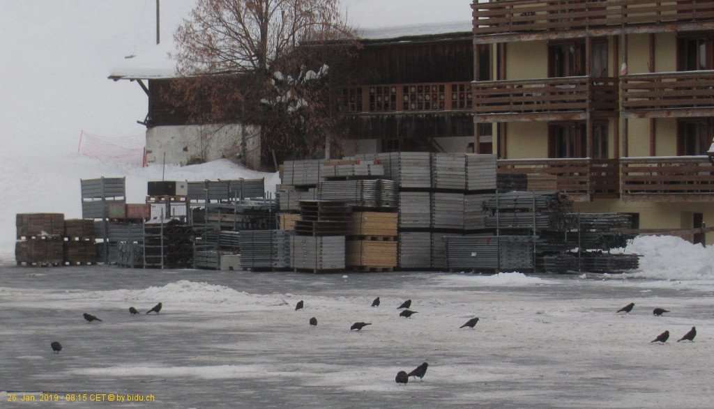 #Wengen - Birds are also helping to clean up leftovers from the #World_Cup_Village.