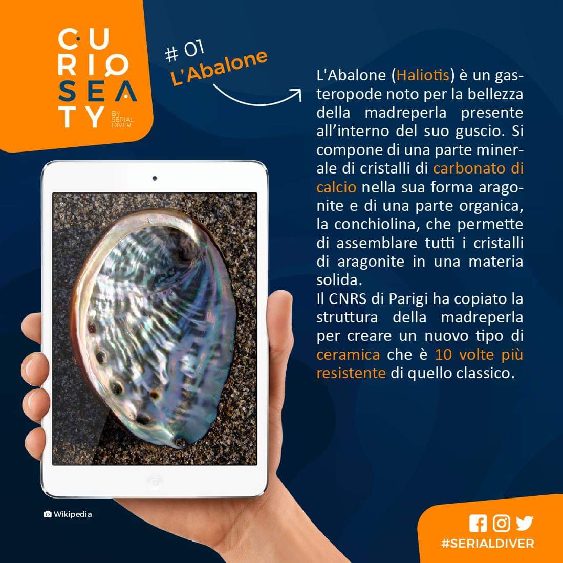 SerialDiver's tweet image. L'avresti mai detto? 😎🌊#abalone #serialdiver #curioseaty #curious #sea #news #curiosita #marino #immersioni #sub #subacquea #magazine #graphicdesign #socialmedia #rubrica #novita #blu #blue #italy #interesting