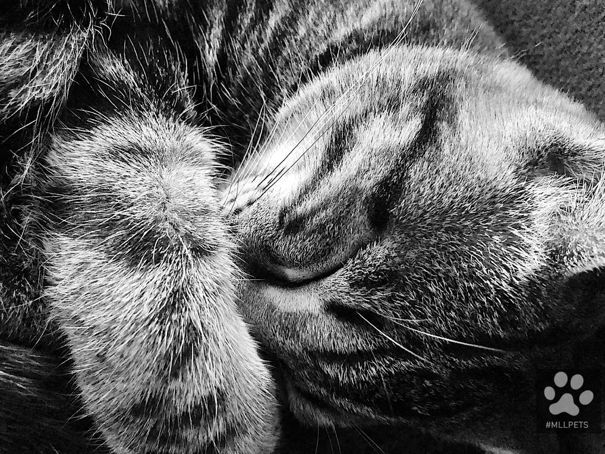 mllpets's tweet image. 😻lovely #kitten Johnson😻
Big #nap !

🐾#mllpets🐾

🐾 watch my gallery Instagram 
➡️ instagram.com/mllpets/

🐾 watch my video Youtube 
➡️ youtube.com/channel/UCSWql…