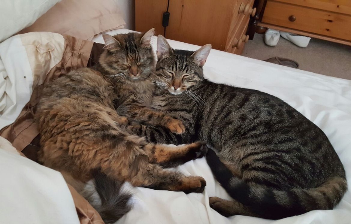 It's #Caturday 🐱 and here at <a href="/BamhamRentals/">Flexible Rentals at Bamham</a> We welcome all furry friends ❤ #petfriendly #Cornwall #Launceston <a href="/Love_Launceston/">LauncestonCornwall</a> <a href="/sales_view/">View Property</a>