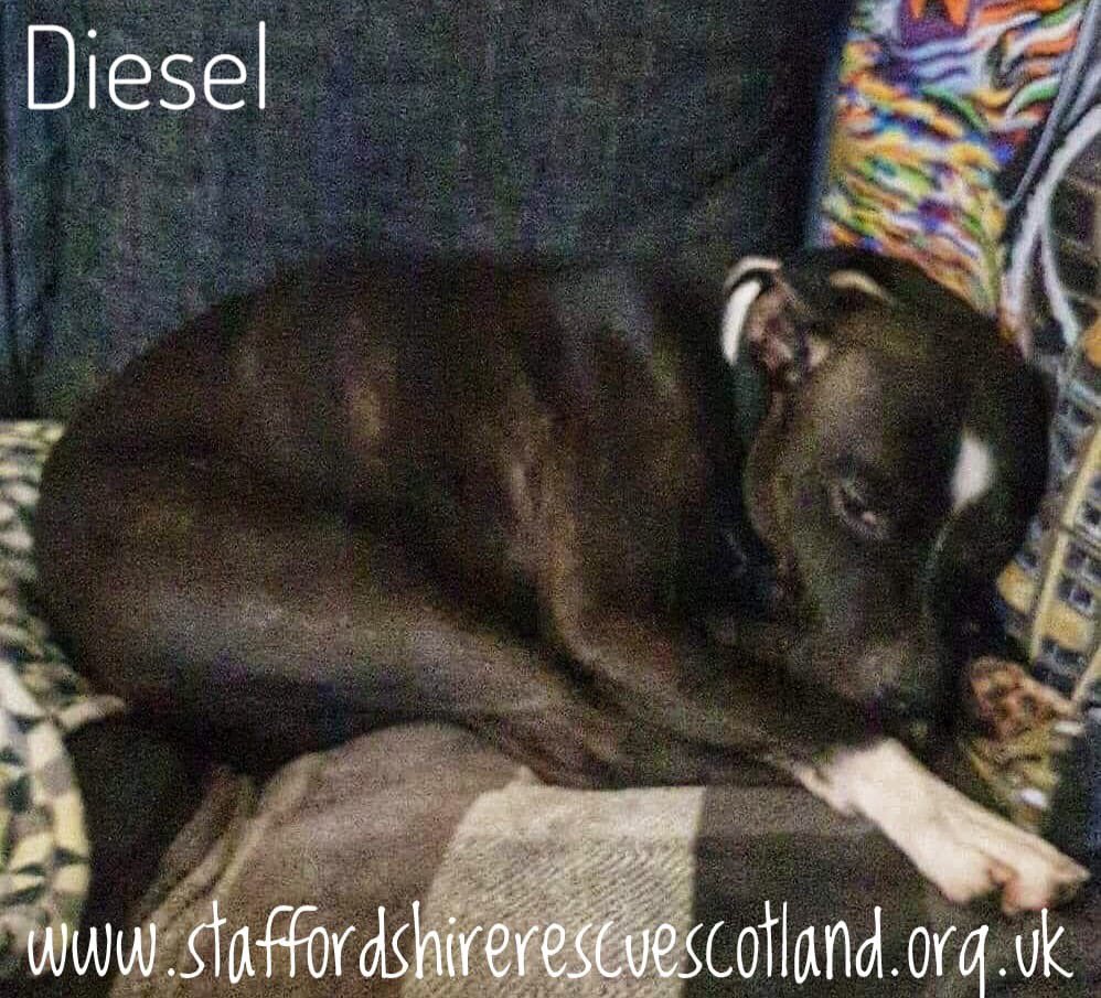 saveastaffie's tweet photo. We need #fosterhome or Diesel will go to #kennels.
🐶 I don't like other dogs or cats 
🐶 I’m bouncy so no young humans
🐶 I need you at home to help me settle
🐶 I love snuggling on the sofa 
🐶 I can live in a house or a flat
🐶 I love humans. 
@FOSTERFIRST1 #ff #fosterneeded https://t.co/18UVTtoH53