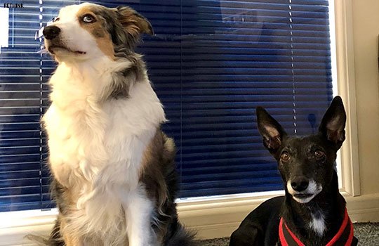 bmj_latest's tweet photo. Sixty seconds on the many ways dogs can aid healthcare: Maybe dogs should be prescribed on the #NHS? https://t.co/Ea9sTJKkdg https://t.co/hjM1xv9za5