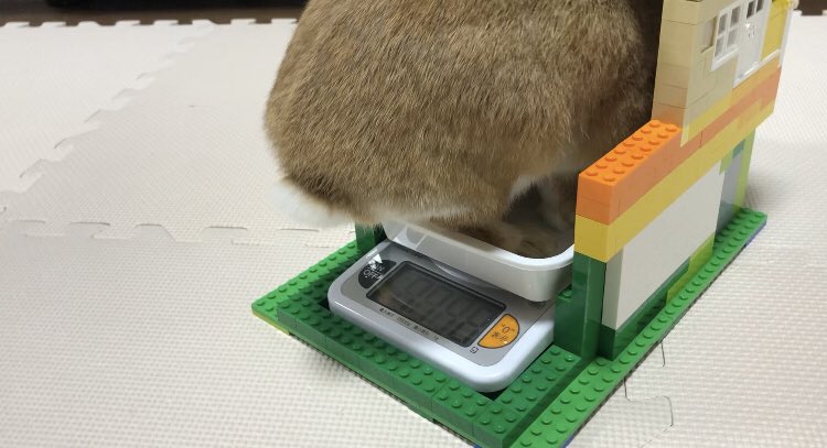 うさ男 お また素晴らしい うさぎの体重計 を開発してしまった うさぎ 飼い主共にノーストレス