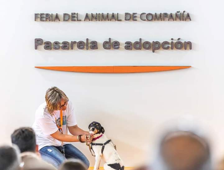 cajasiete's tweet image. ¡Hoy sábado arranca la segunda edición de #Animundo con la colaboración de Cajasiete! 💚💚 Durante este fin de semana la Feria del Animal de Compañía en @infecar contará con actividades, talleres, charlas, exhibiciones y pasarelas de adopción 🐕🐶