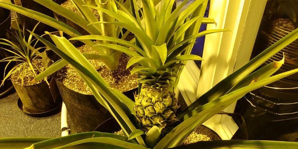 Growell Hydroponics On Twitter See How The Pineapples In Bristol Are Coming Along Growyourown Pineapple Pineappleplant Indoorgardening
