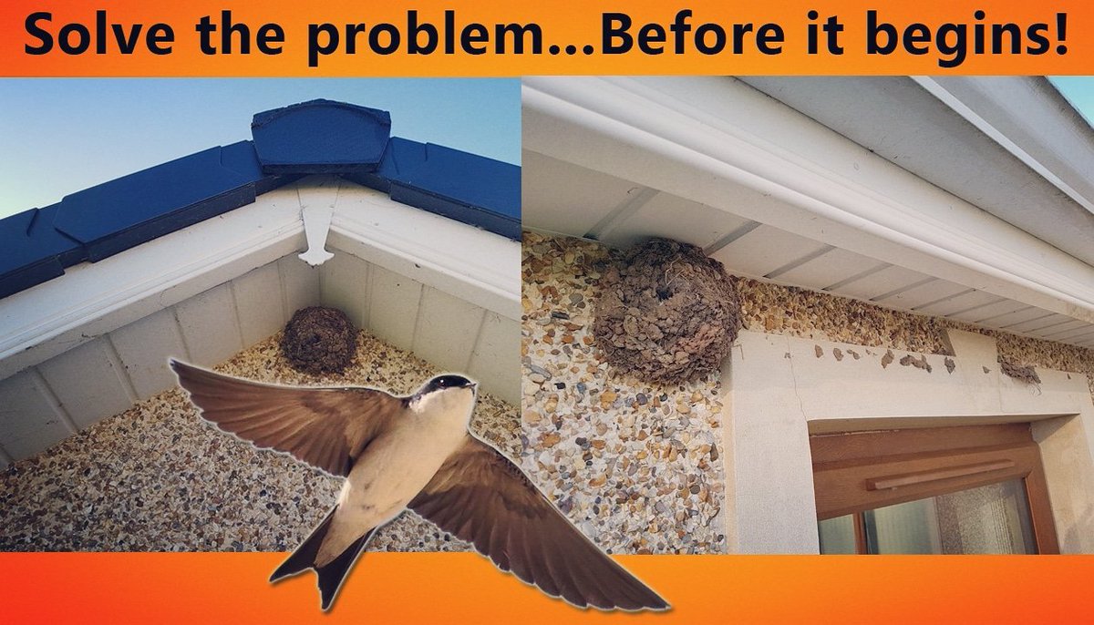 Problem Nest? Let us Help! nestdivert.com #pestcontrol #pestcontroluk #housemartins #swallows #problemnest
