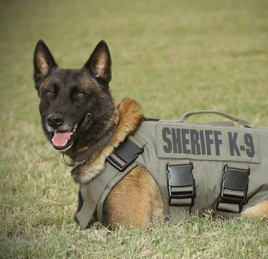 Christina_Roof's tweet image. K9 Chucky
EOW: 1-25-2019
Bexar County SO Texas
K9 Chucky, a 5yr old Belgian Malinois, was shot and killed last night while apprehending a suspect, who was walking down the highway shooting at police. Chucky was able to bite the man before the man fired several shots killing him.