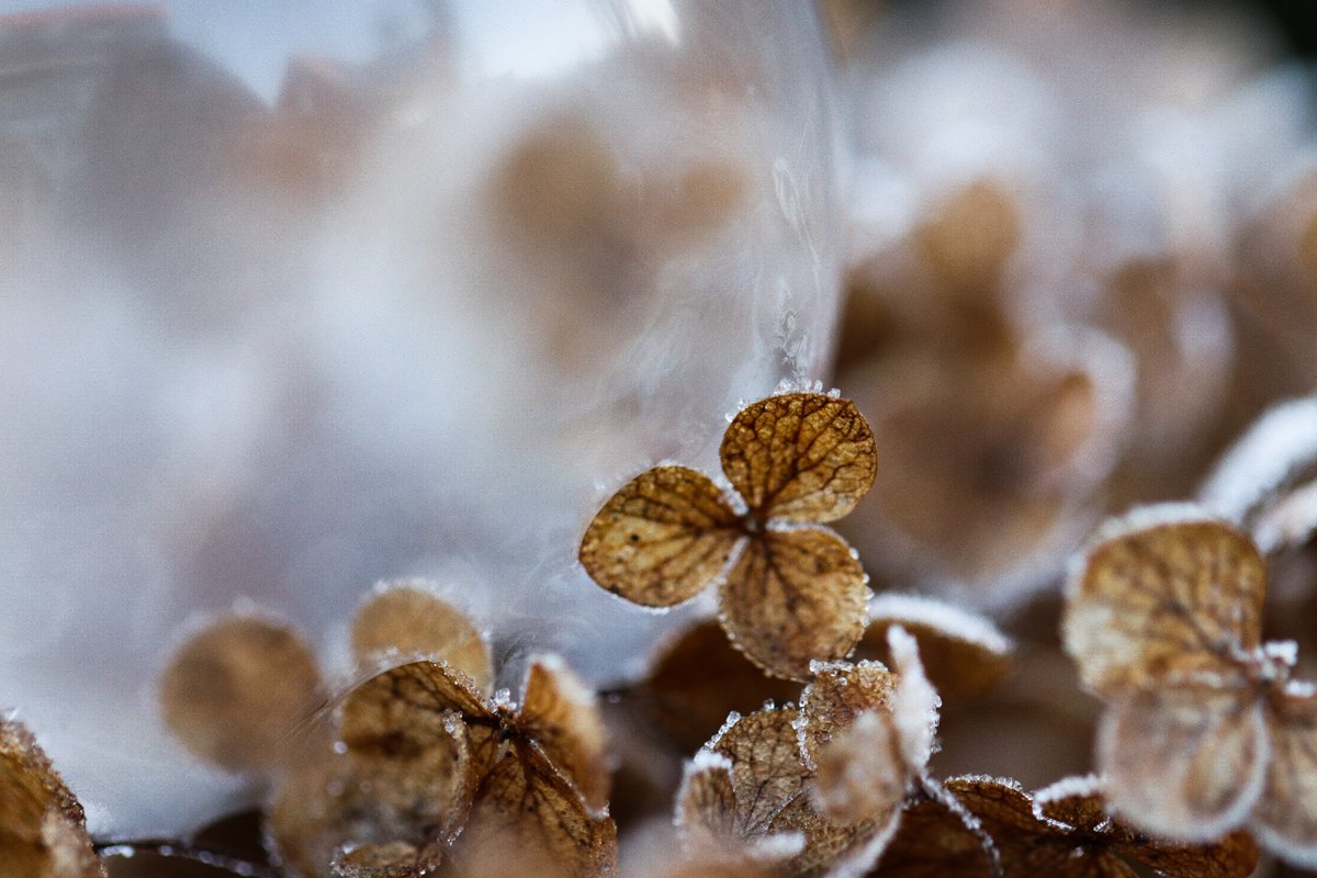 VraagAnthea's tweet image. Afgelopen dagen geëxperimenteerd met de bellenblaas bij -5 #ijsbel #icebubble #bevrorenbel #winterweer @helgavanleur