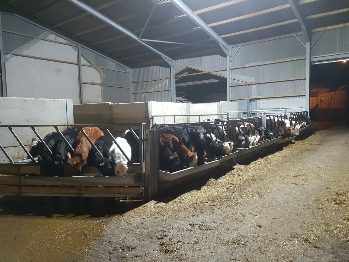 william_b_jones's tweet image. Feeding time.... very impressed with this years heifers, growing well. #procross #teamdairy