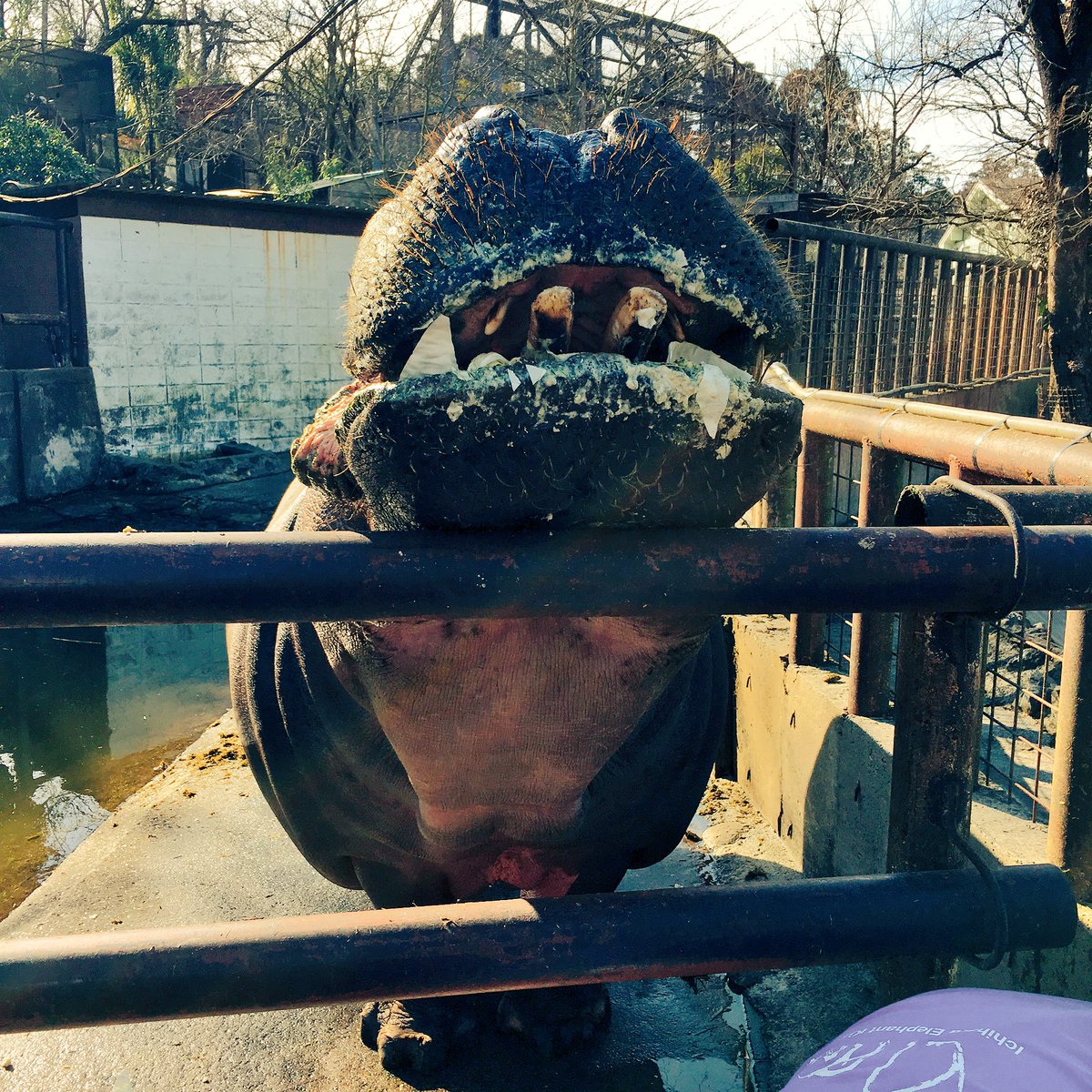 トミイマサコ בטוויטר 市原ぞうの国で人生初カバに触れました たくさんの猫ちゃんにも囲まれ 象は勿論のこと 象以外の動物さんも魅力的な国 T Co Jcvxngdih4