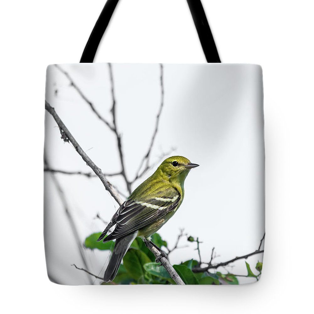 DebraMartz's tweet photo. Bay-breasted Warbler Tote Bag for Sale by Debra Martz https://t.co/JhY3trG674
#BayBreasted #Warbler #birding #totebag and #prints #wallart https://t.co/mn7vxxqs6V