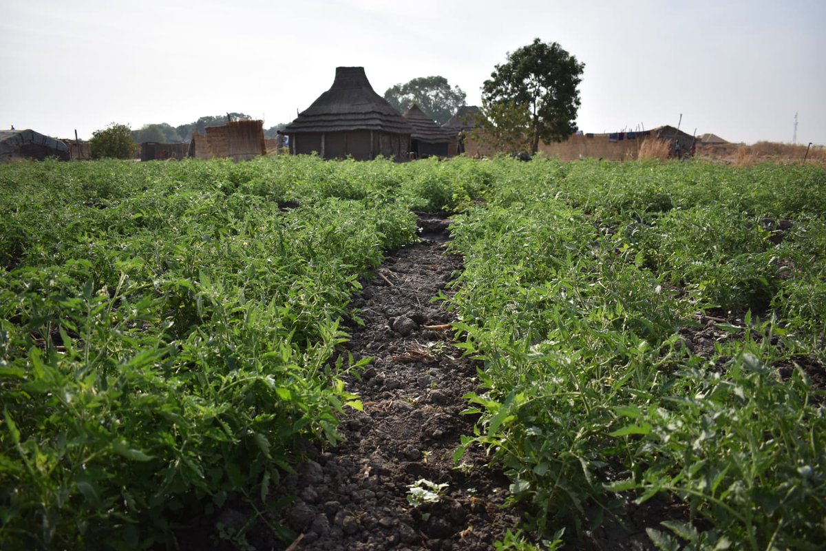 De groene velden in een dor en droog landschap verbazen ons telkens weer. Dit Voedselzekerheidsproject is zo succesvol! #TripSouthSudan