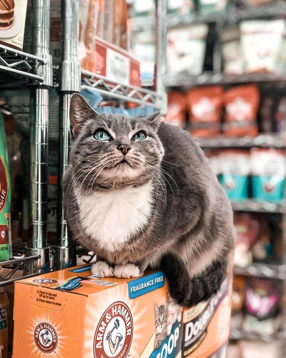 Bodegacats_'s tweet image. 