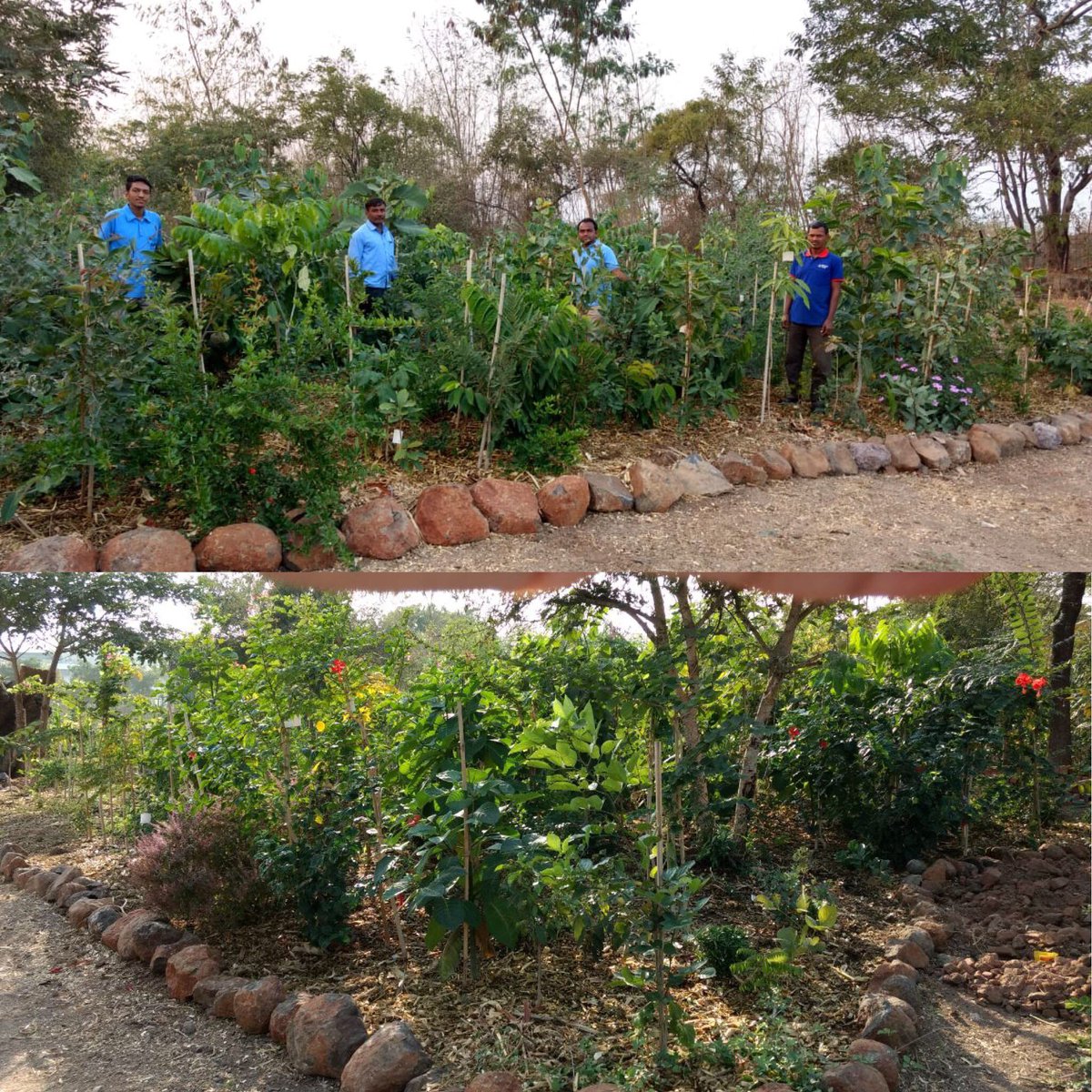Carpe_Ecosattva's tweet photo. Happy Republic Day! Team Ecosattva is Proud to share with you about our Dense Forest Project which we have Done at #grindmastermachines
Pvt Ltd, MIDC Waluj, Aurangabad, Maharashtra On 29th of July 2018, on 4000sq Ft area. We have planted 1200 Saplings of 80 Different Species. https://t.co/jDgYAcgCqt