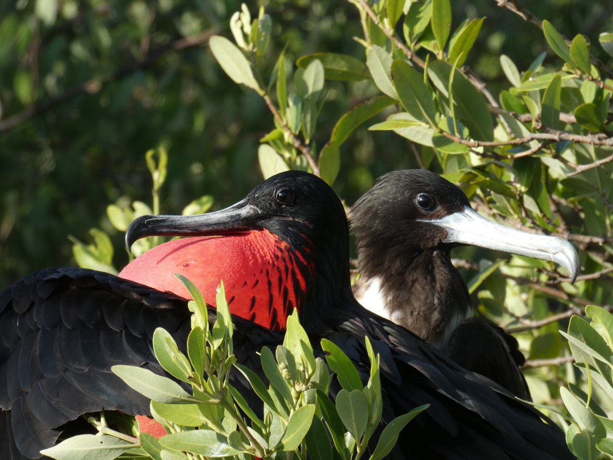CaymanSeabirds's tweet photo. New regional-scale project on movement behaviour of Caribbean seabirds about to start this spring! A big thank-you to the Darwin Initiative for funding this exciting study. #seabirds #seabirdsaturday #caribbean #biologging @RhiAustin @Segul @LouiseSoanes @fdepa1 @BirdsCaribbean https://t.co/Oeab7ueyvw