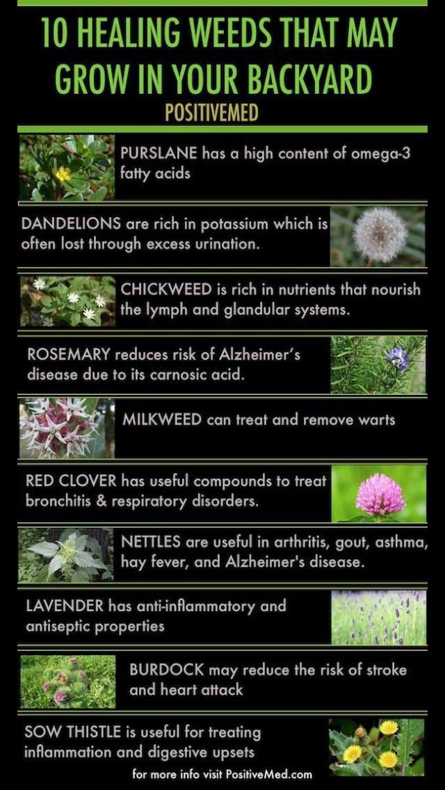 TwitchCoven's tweet photo. Most plants that humans find to be a nuisance (weeds) are actually healing herbs that are just very persistent in survival. Try harvesting them next time they become invasive and be greatful nature gives you healing plants freely. 
#Greenwitchtips🌱 

📷https://t.co/ryKQd7F0yO https://t.co/RybS2GMEpZ