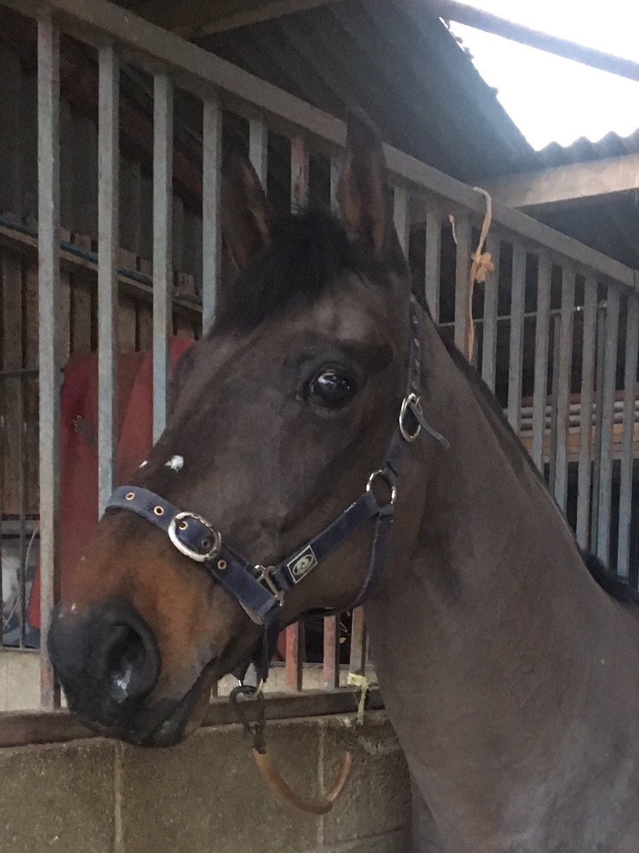 Piglet2000's tweet photo. The wonder pony has had a fab jumping lesson with Tom Buckland in the freezing rain #wonderpony https://t.co/3vj8PeyH6D