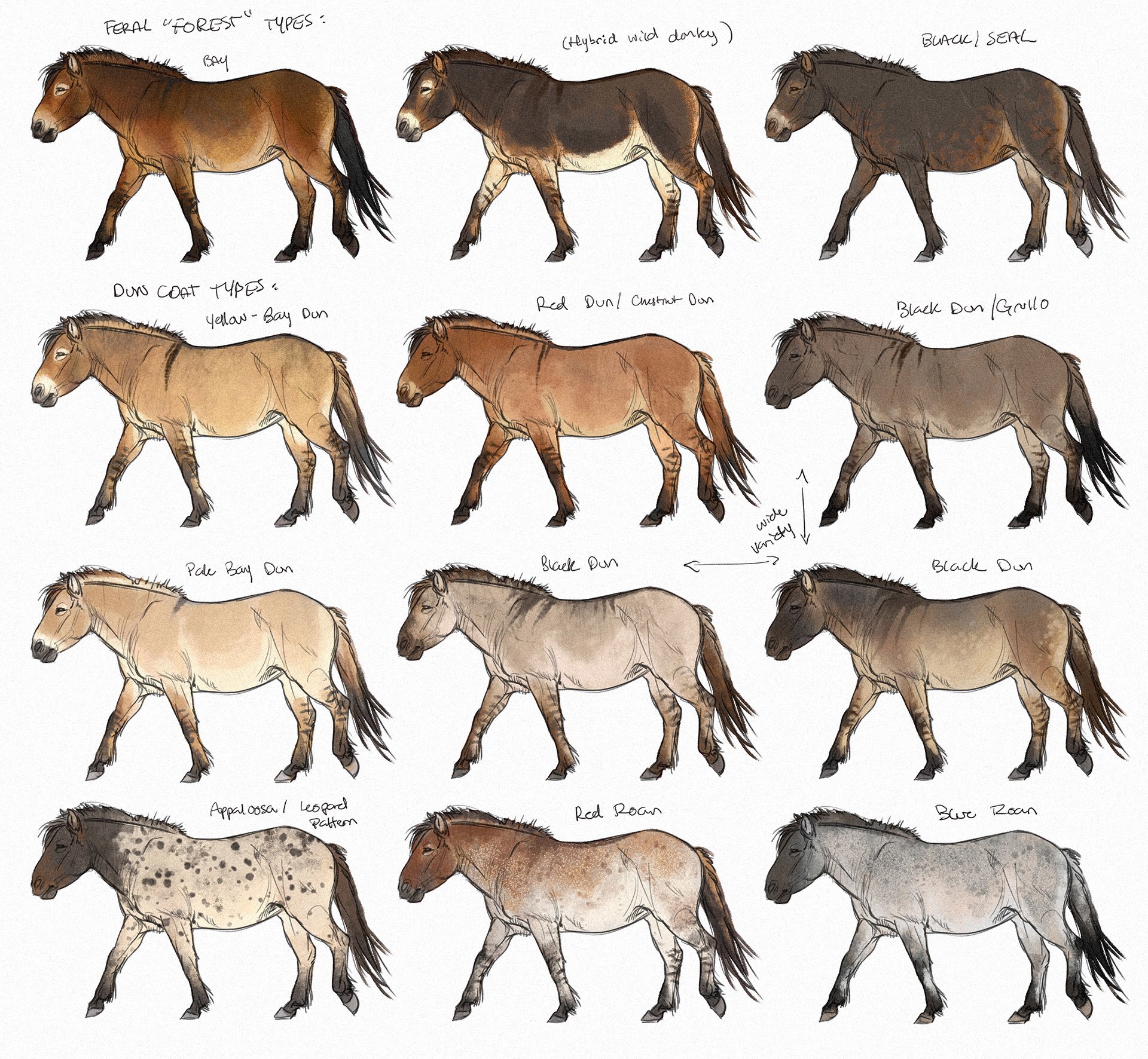 Appaloosa Patterns  Horses, Horse breeds, Horse color chart