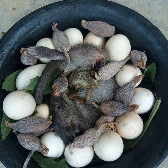 lfamide's tweet image. Very potent cure for seizures, diabetes, low sperm count and fertility problems. Arthritis and so on.  its efficacy is confirmed. All you have to do is to mix half teaspoon of each mixture with a teacup of water and drink for 10days. You will give me ur testimony