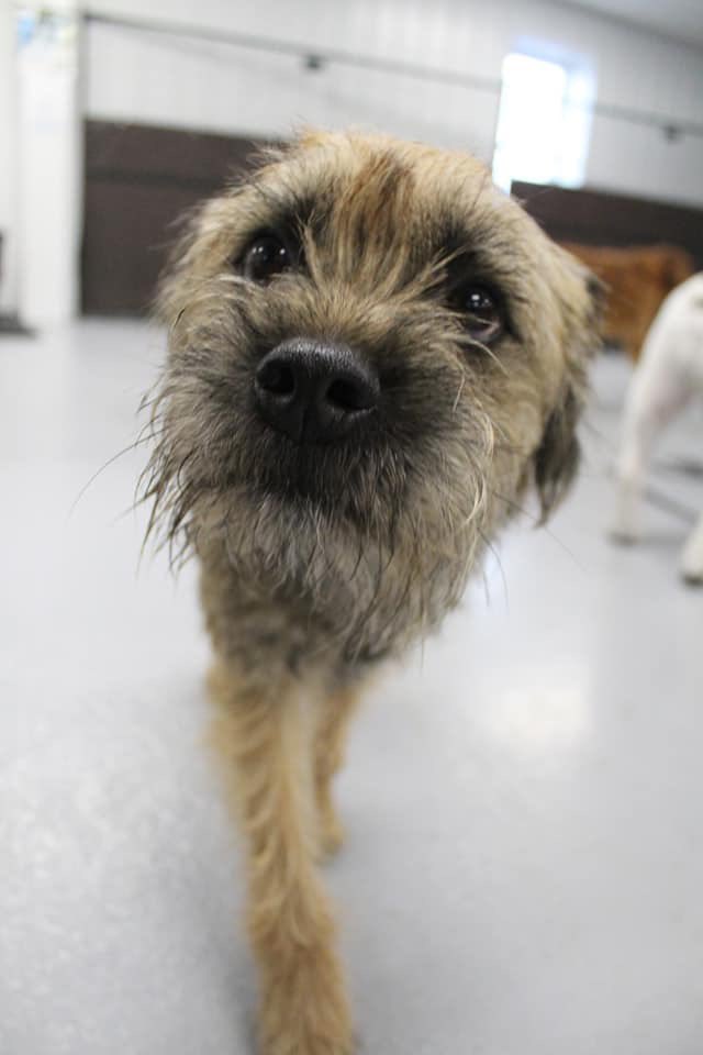 Hubble_BTerrier's tweet photo. Pals, I know some of your mums like gin, so I though I would pass this along. A #NovaScotia gin @SteinhartDistil has won โBest Classic Gin in the Worldโ at the 2019 #WorldGinAwards. ๐๐ธ #BTPosse #WorldClassGin #DogTax https://t.co/7hXITRgdaU