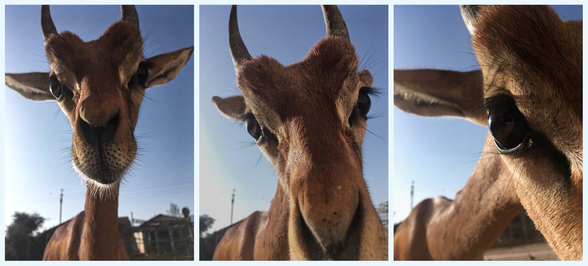 0riolus's tweet photo. #tryptyk z #gerenuk.iem w roli głównej. nie dajcie się zmylić temu niewinnemu wyglądowi! dzikie zwierzę, a rozpuszczone jak dziadowski bicz. https://t.co/EQFIPZ2jkl