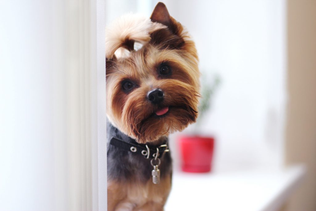 Choosing the Best Food for Yorkie Puppies #mylittleyorkiworld #yorkie bit.ly/2MDgHiU