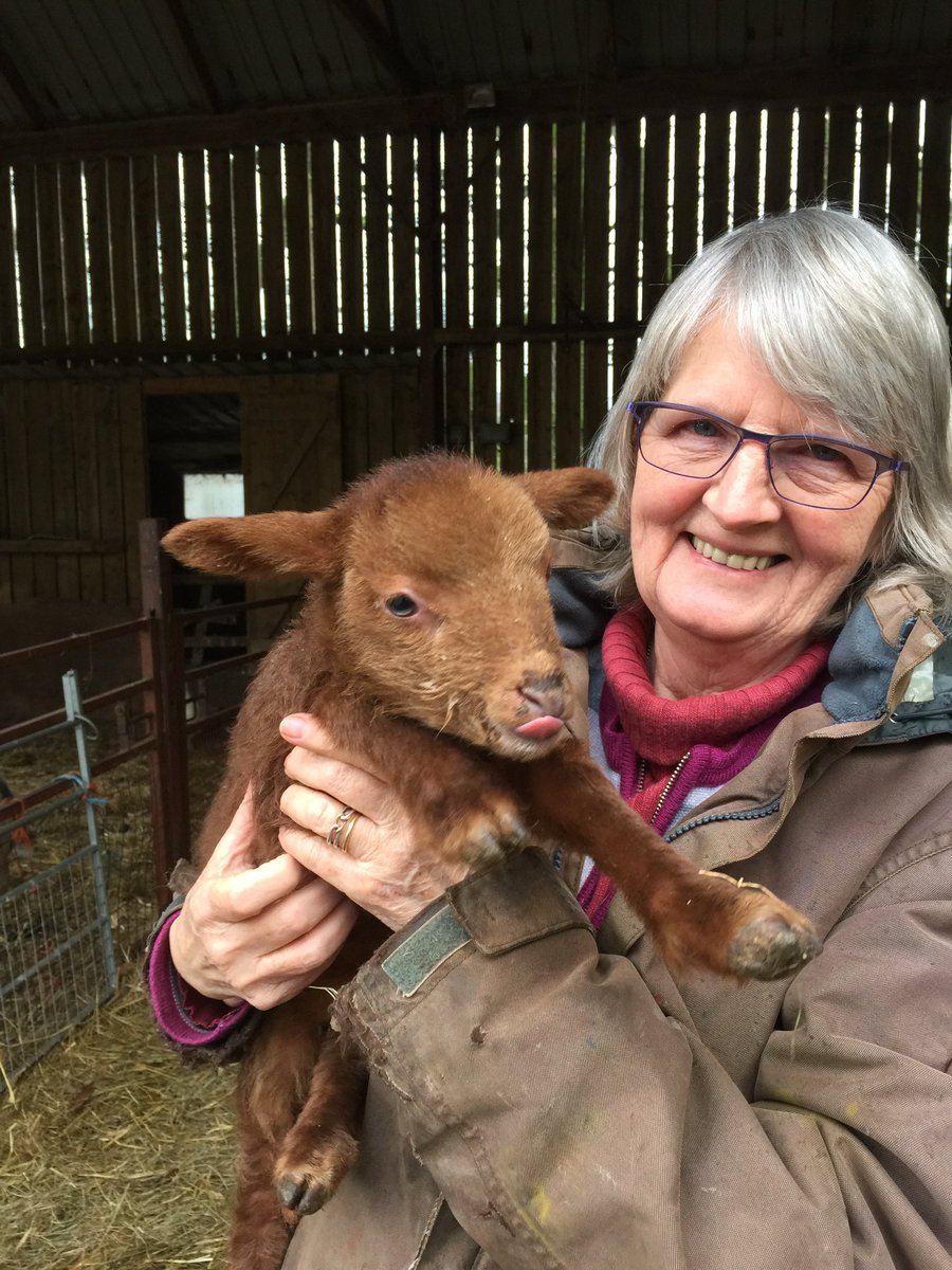 My first red fox sheep lamb.