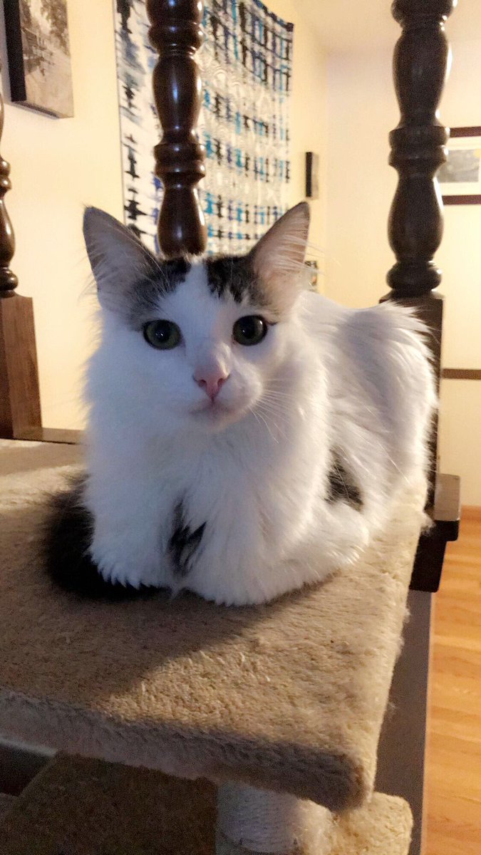 callmepickles5's tweet photo. Saturday’s are meant for the kitties 🐱 #CatsofTwitter https://t.co/8QObUF2zd5