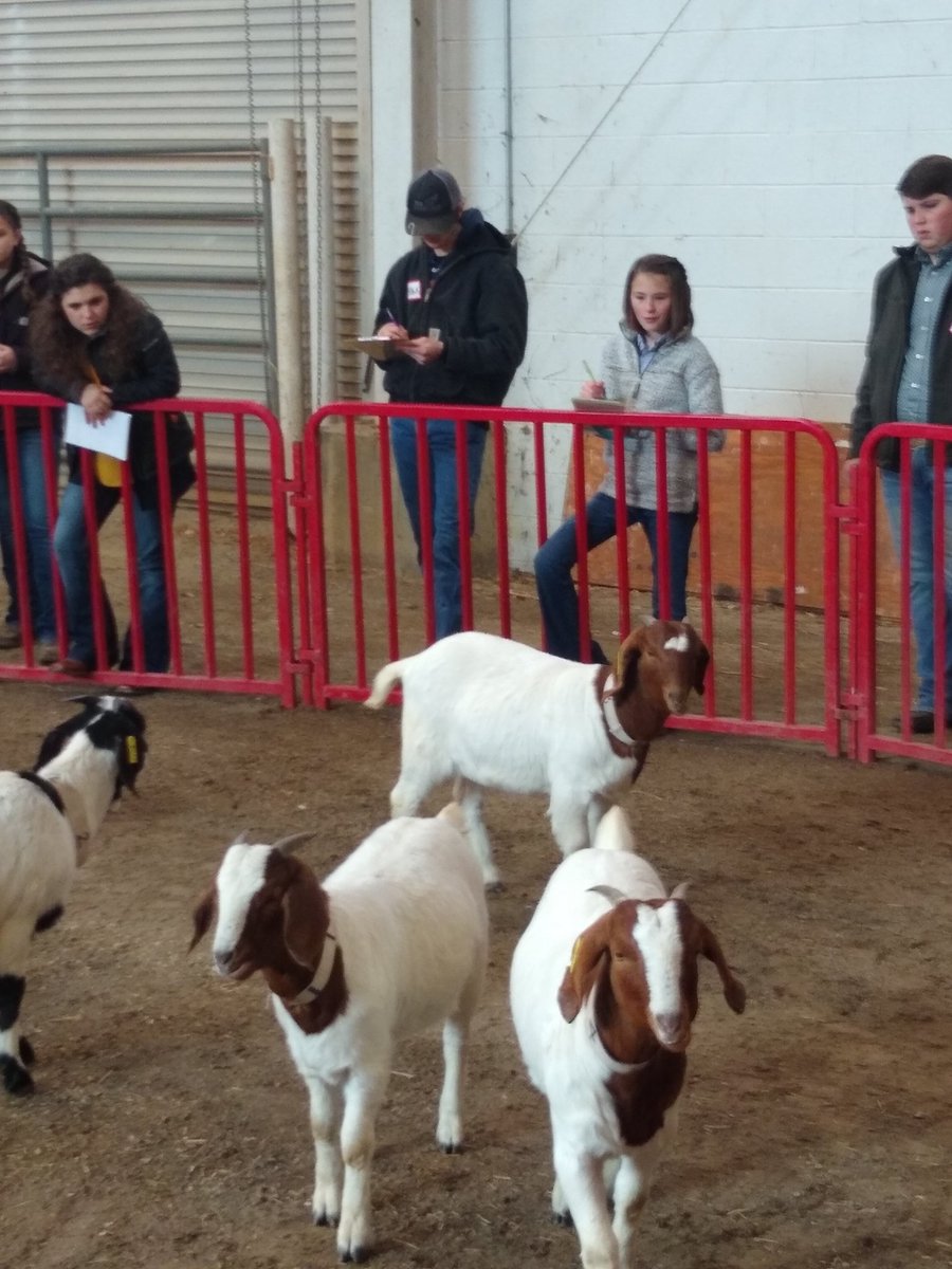 forbush_ffa's tweet photo. Forbush FFA members competing in the 4H Livestock Judging Event @ NC State University https://t.co/zz3uMdcCCM
