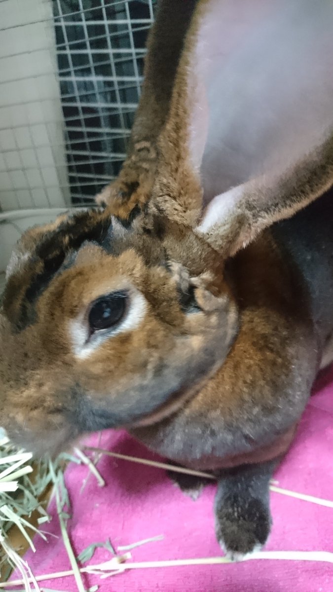 コドルはリハビリ中 今日のミカさん いっぱい抜けるからボコボコになっちゃった O O うさぎ ミカさん 換毛期 凹 スタンダードレッキス
