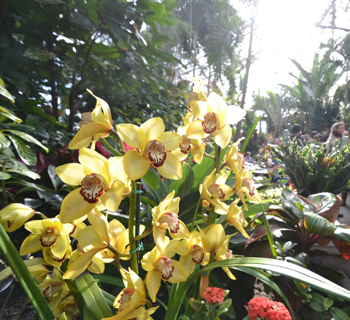 PlantingFields's tweet image. Join us tomorrow Sunday, January 27th for the Paradise Garden Festival at Planting Fields Arboretum. 11am-4pm visit plantingfields.org for more information.