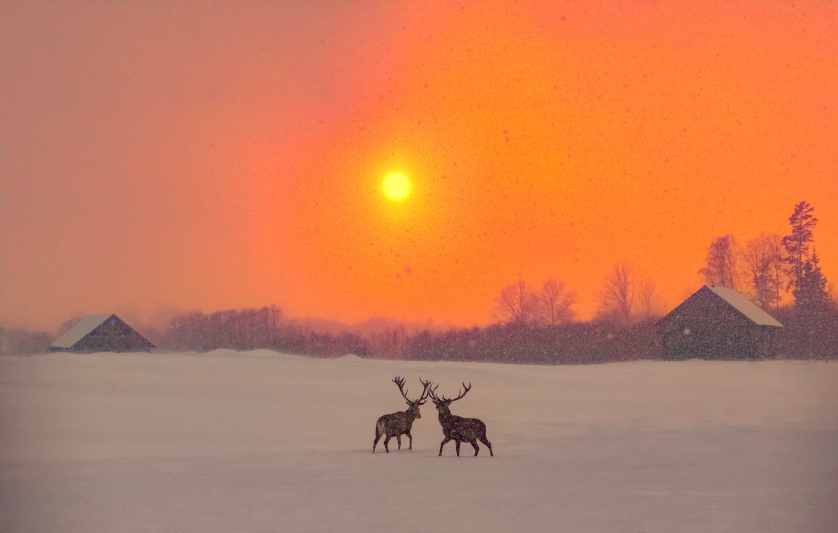 Blizzard. ❄️🌤️🌨️ Photo by Oleg Patreev. #winter #landscape #HappyWeekend
