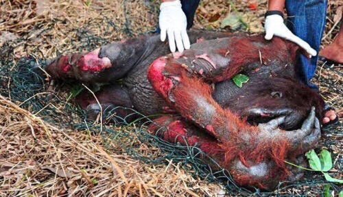 This is a reminder that #PalmOil is still driving #orangutans towards extinction. Nothing has changed. Reduce your use. Read your labels. Find alternatives. RT and remind everyone else.